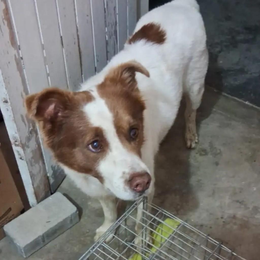 Urso, cachorro de porte médio para adoção em São José dos Campos - SP — foto 2 de 4