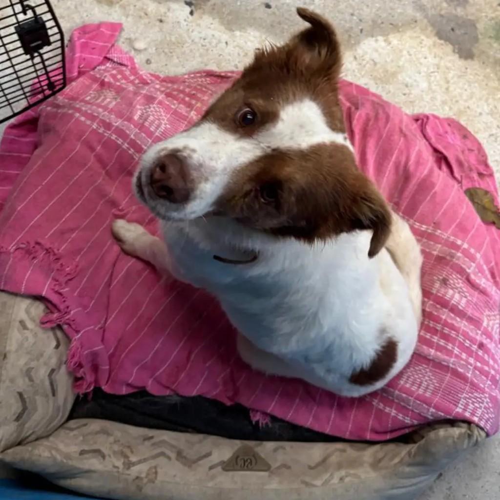 Urso, cachorro de porte médio para adoção em São José dos Campos - SP — foto 3 de 4