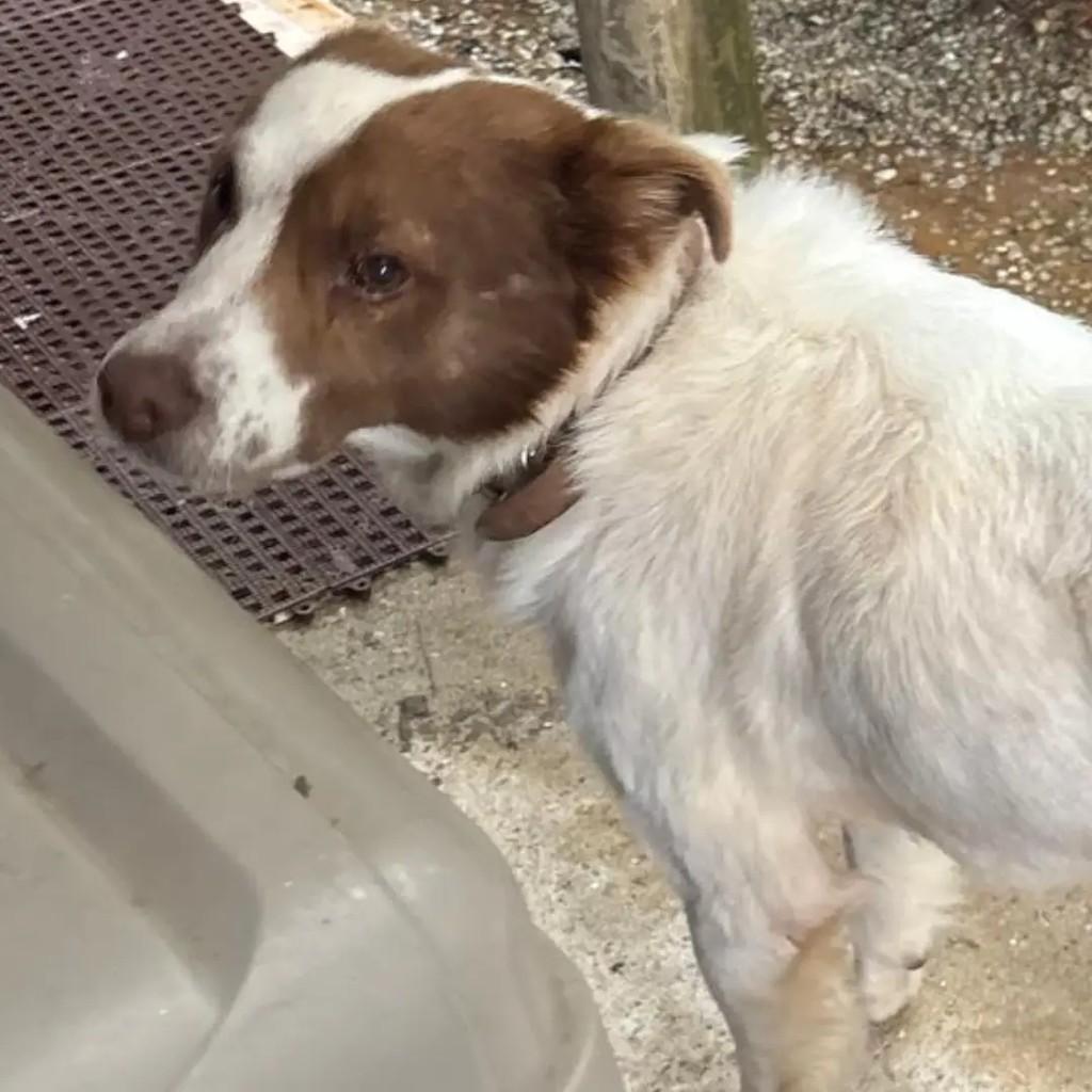Urso, cachorro de porte médio para adoção em São José dos Campos - SP — foto 4 de 4
