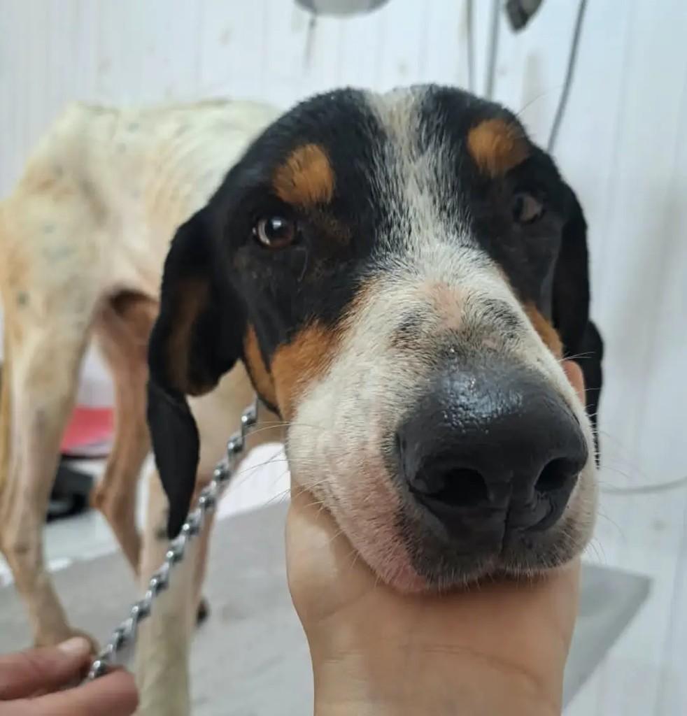 Luke, cachorro de porte médio para adoção em São José dos Campos - SP