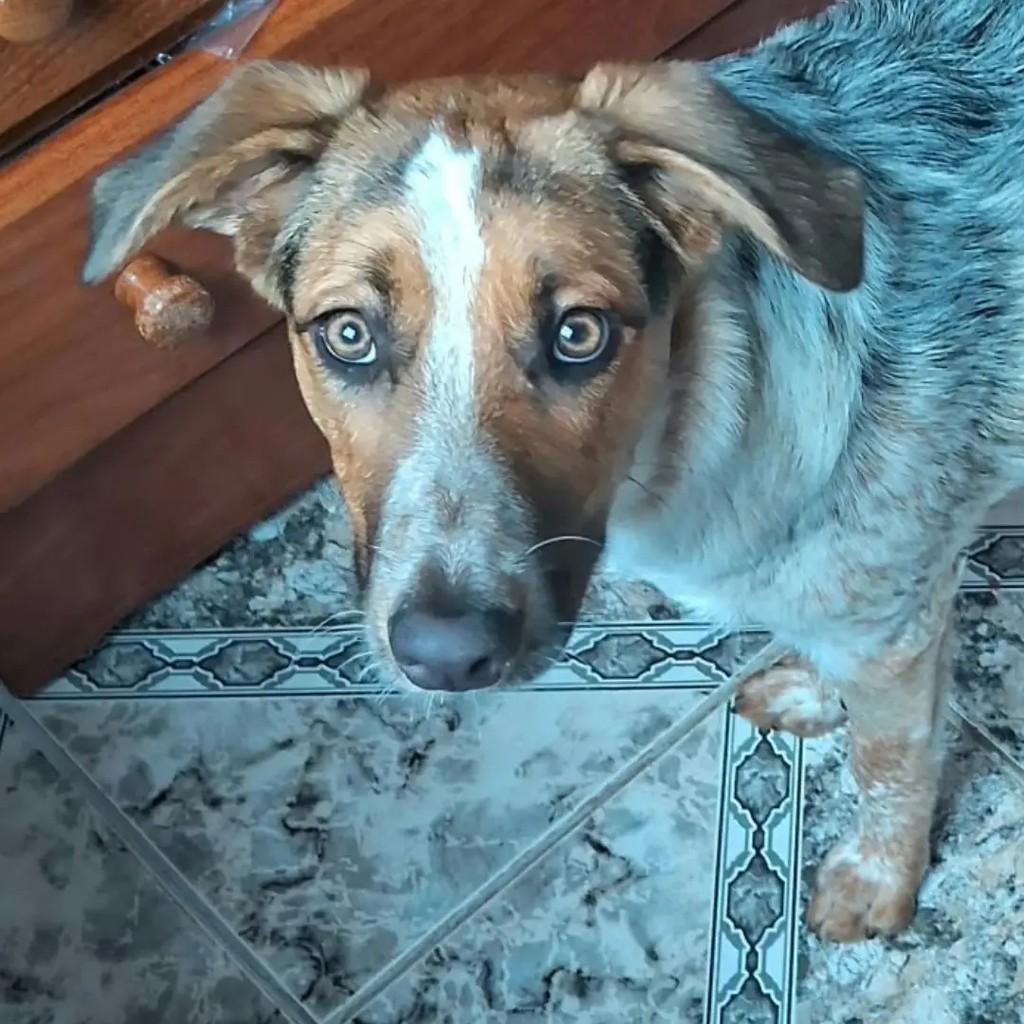 Mel, cadela de porte médio para adoção em São José dos Campos - SP