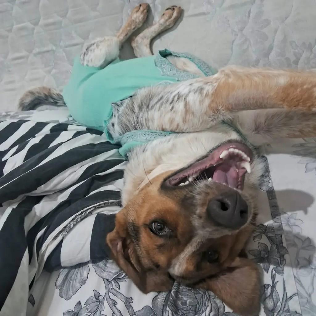 Mel, cadela de porte médio para adoção em São José dos Campos - SP — foto 2 de 5