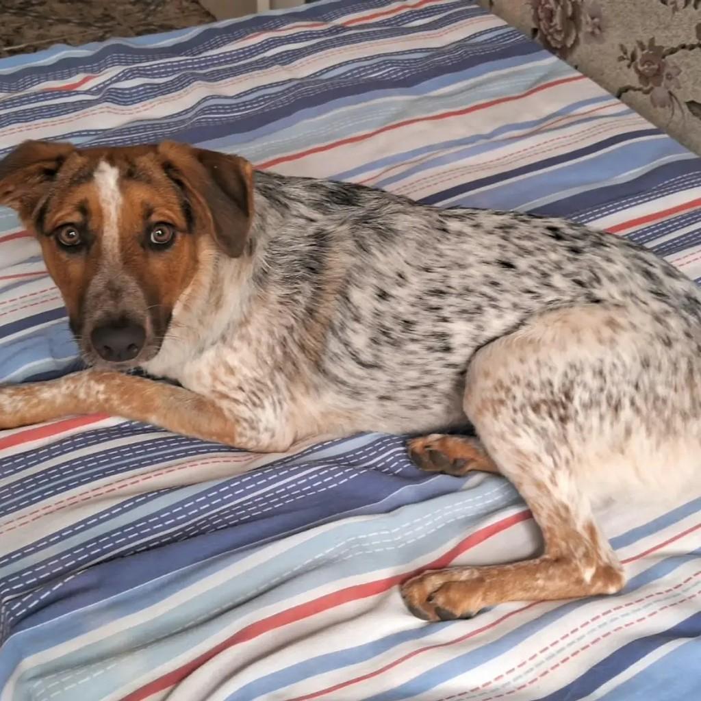 Mel, cadela de porte médio para adoção em São José dos Campos - SP — foto 3 de 5