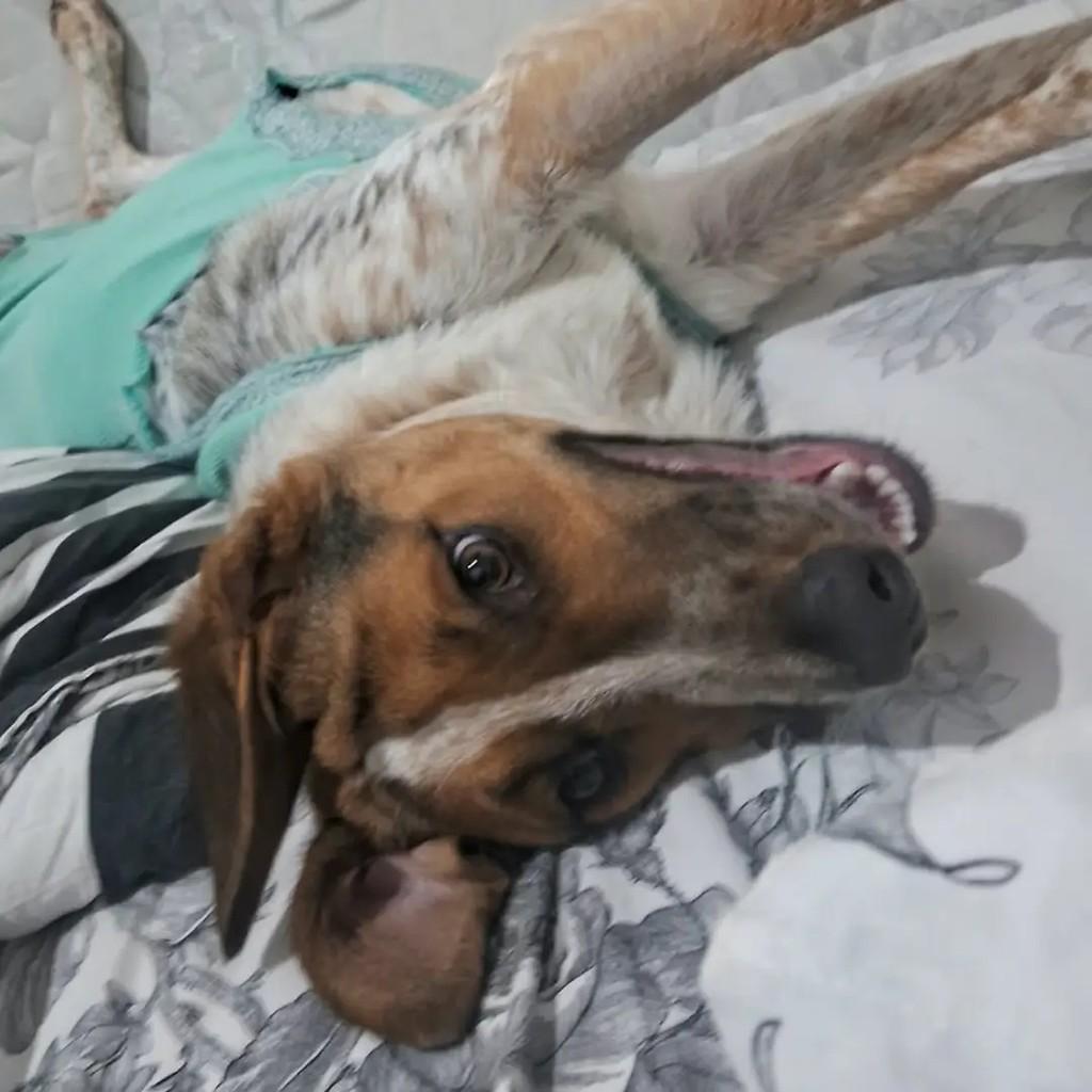 Mel, cadela de porte médio para adoção em São José dos Campos - SP — foto 4 de 5