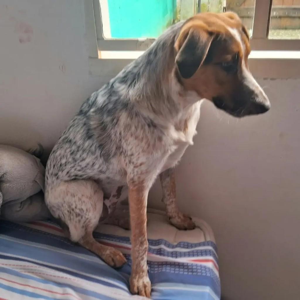 Mel, cadela de porte médio para adoção em São José dos Campos - SP — foto 5 de 5