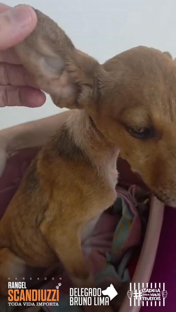 Princesa, cadela de porte pequeno para adoção em Ribeirão Preto - SP