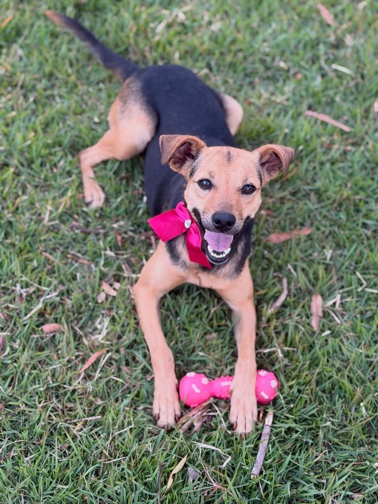 Lili, cachorro de porte pequeno para adoção em Ribeirão Preto - SP