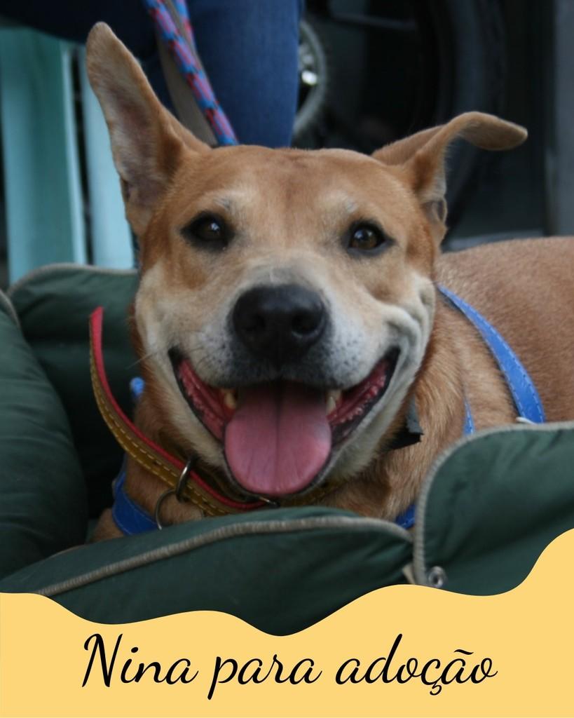 Nina, cachorro de porte grande para adoção em São Paulo - SP