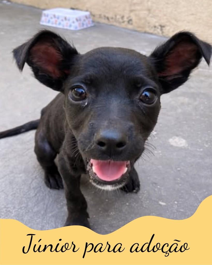 Júnior, cachorro de porte pequeno para adoção em São Paulo - SP