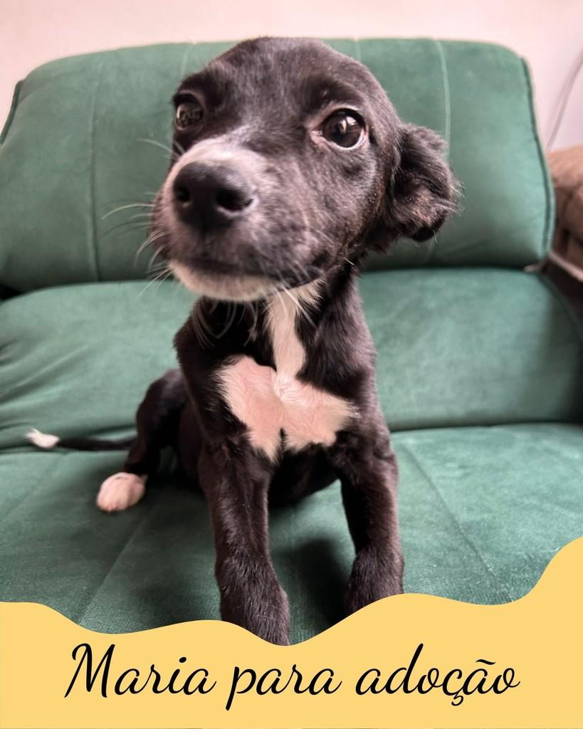 Maria, cachorro de porte pequeno para adoção em São Paulo - SP