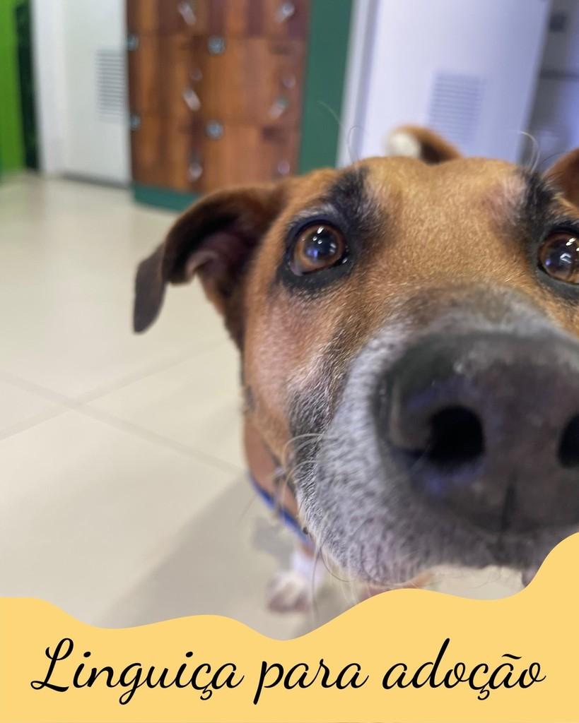 Linguiça, cachorro de porte pequeno para adoção em São Paulo - SP