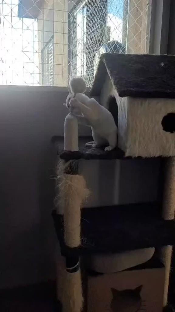 Marie, gato para adoção em São Paulo - SP