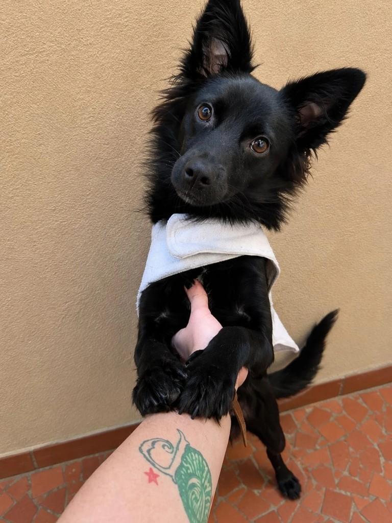 Margô, cachorro de porte pequeno para adoção em São Paulo - SP