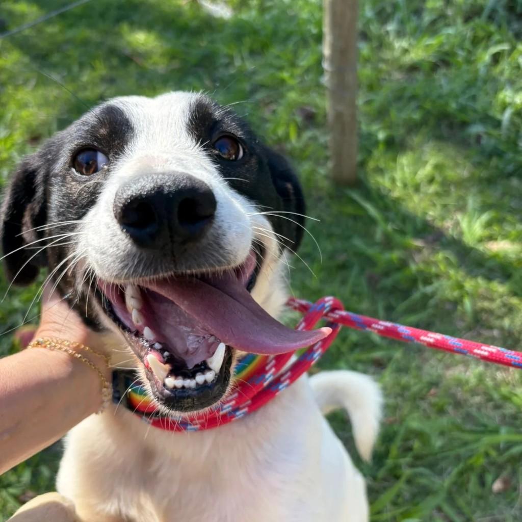 Tom, cachorro de porte médio para adoção em São Paulo - SP