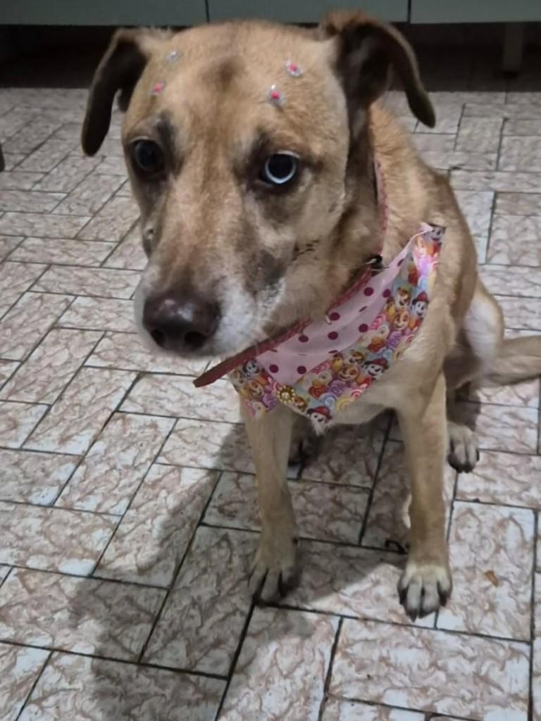 Menininha, cadela de porte pequeno para adoção em São Paulo - SP