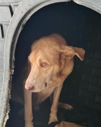 Bob, cachorro de porte grande para adoção em São Paulo - SP