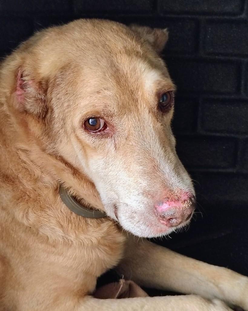 Bob, cachorro de porte grande para adoção em São Paulo - SP — foto 2 de 2