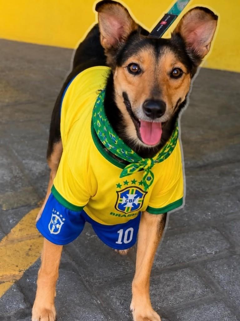 Priscila, cachorro de porte médio para adoção em Belo Horizonte - MG