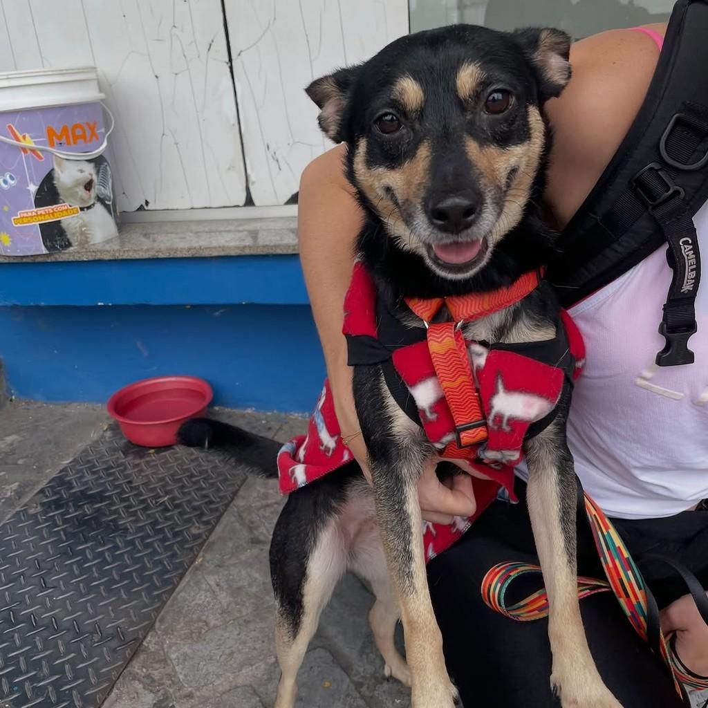 Pequena, cadela de porte médio para adoção em Belo Horizonte - MG