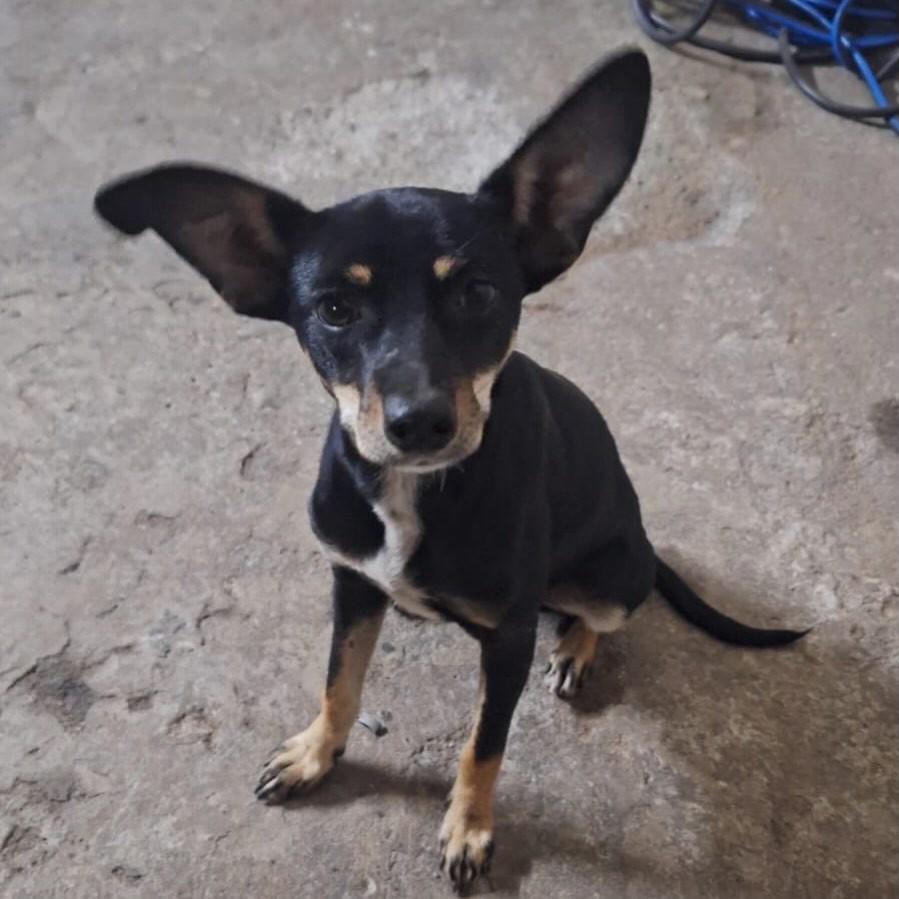 Cachorrinha, cadela de porte pequeno para adoção em Ribeirão das Neves - MG