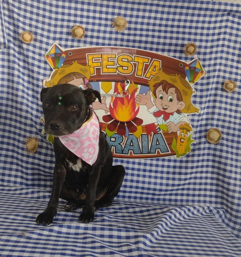 Zara, cadela de porte pequeno para adoção em Belo Horizonte - MG