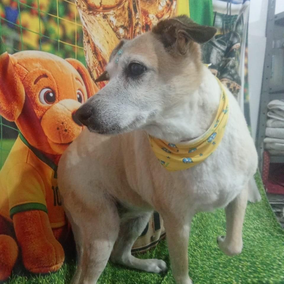 Lilica, cachorro de porte médio para adoção em Ribeirão das Neves - MG