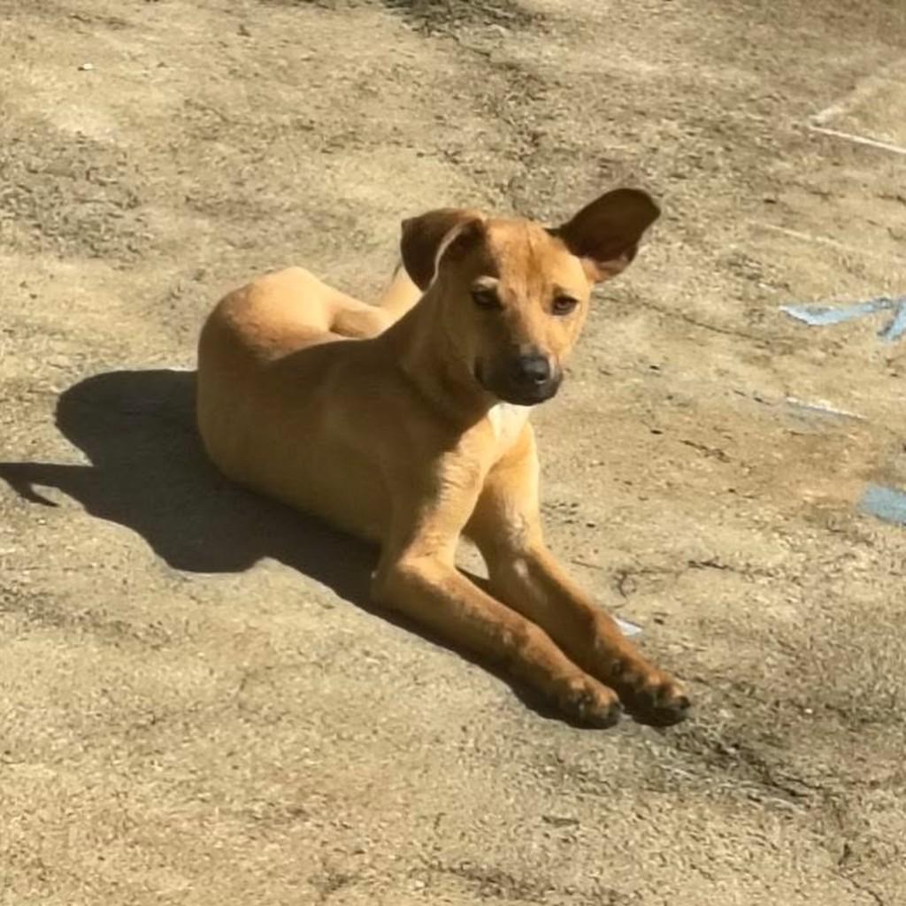 Caramelo, cachorro de porte pequeno para adoção em Belo Horizonte - MG