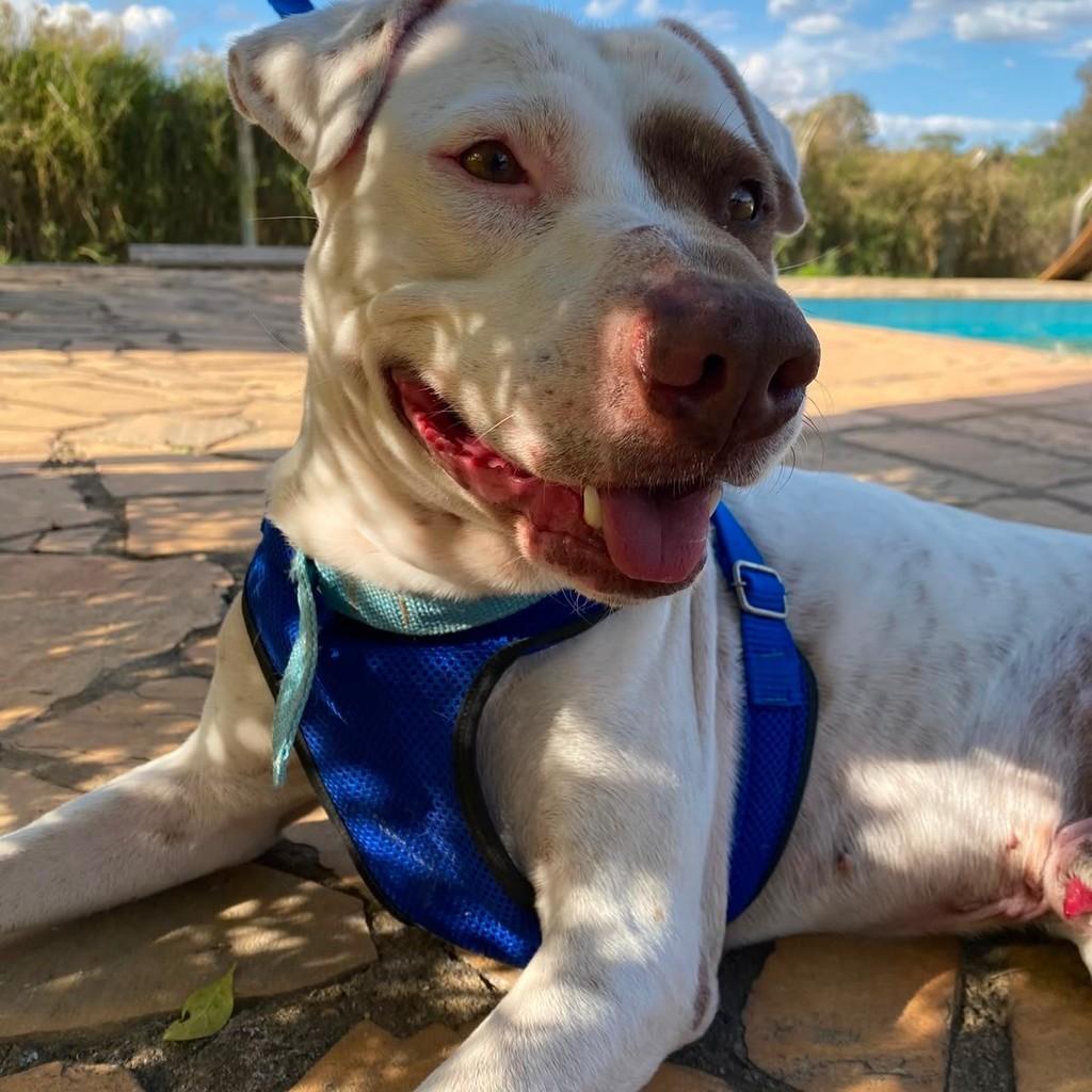 Bold, cachorro de porte médio para adoção em Belo Horizonte - MG