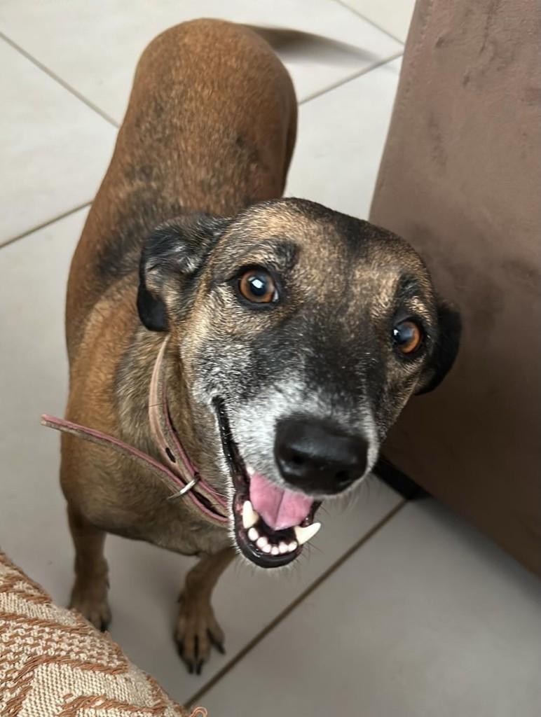 Tica, cadela de porte médio para adoção em Belo Horizonte - MG
