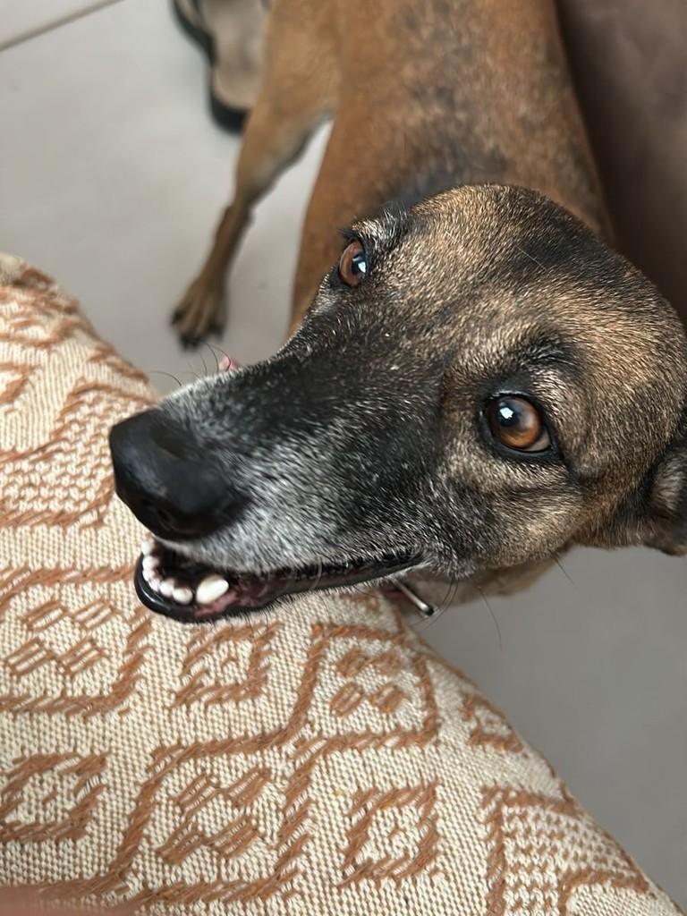Tica, cadela de porte médio para adoção em Belo Horizonte - MG — foto 2 de 2