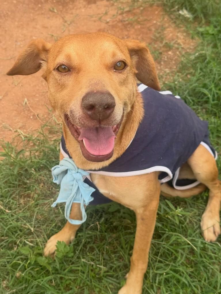 Mel, cadela de porte médio para adoção em Belo Horizonte - MG