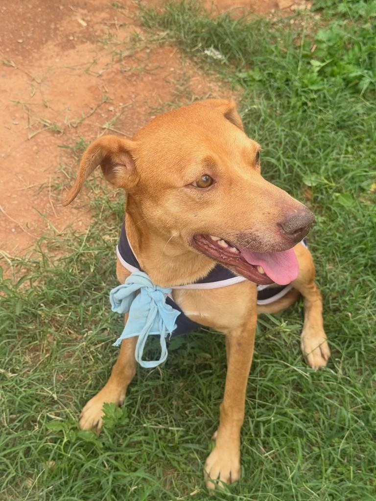 Mel, cadela de porte médio para adoção em Belo Horizonte - MG — foto 2 de 3