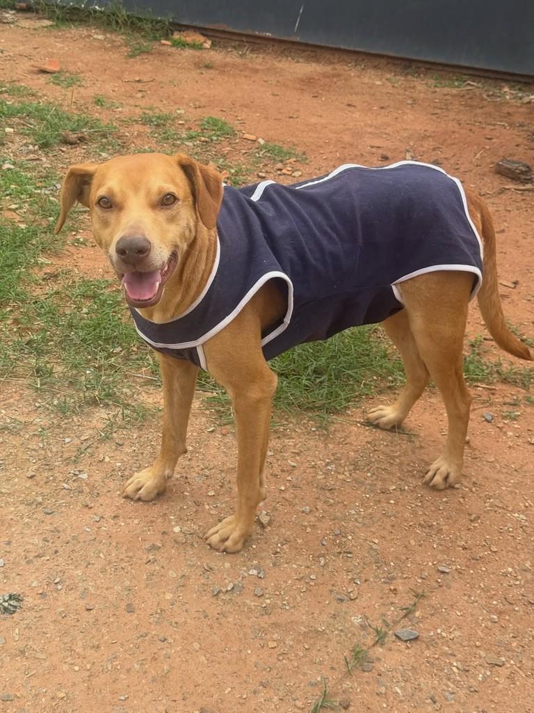 Mel, cadela de porte médio para adoção em Belo Horizonte - MG — foto 3 de 3