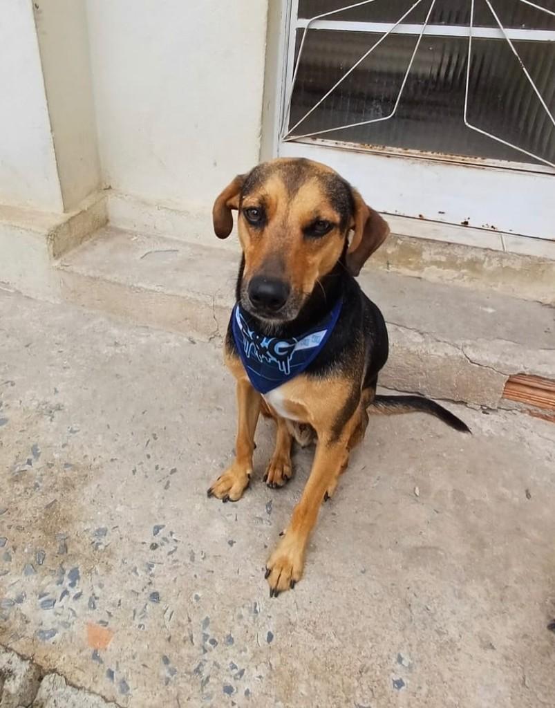 Bob, cachorro de porte médio para adoção em Belo Horizonte - MG