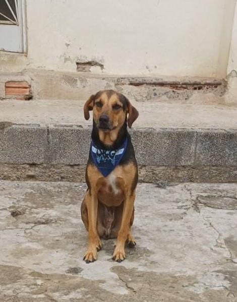Bob, cachorro de porte médio para adoção em Belo Horizonte - MG — foto 2 de 5