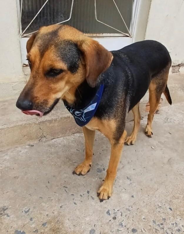 Bob, cachorro de porte médio para adoção em Belo Horizonte - MG — foto 3 de 5