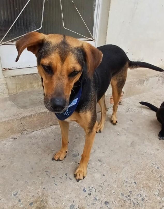 Bob, cachorro de porte médio para adoção em Belo Horizonte - MG — foto 4 de 5