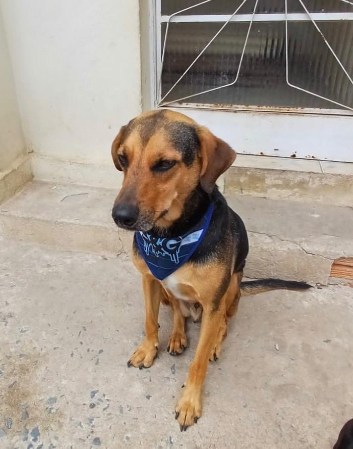 Bob, cachorro de porte médio para adoção em Belo Horizonte - MG — foto 5 de 5