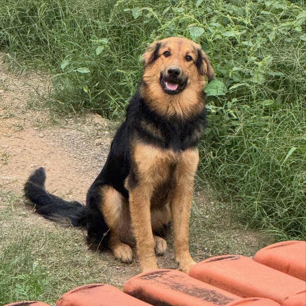 Francisco, cachorro de porte médio para adoção em Belo Horizonte - MG