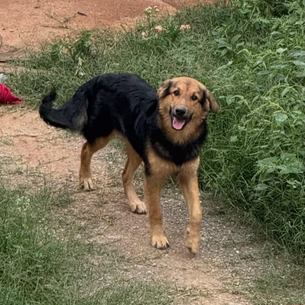 Francisco, cachorro de porte médio para adoção em Belo Horizonte - MG — foto 2 de 2