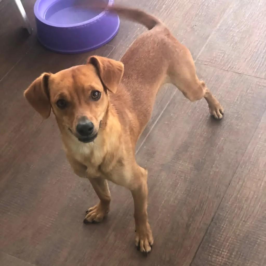 Toquinho, cachorro de porte pequeno para adoção em São João da Boa Vista - SP