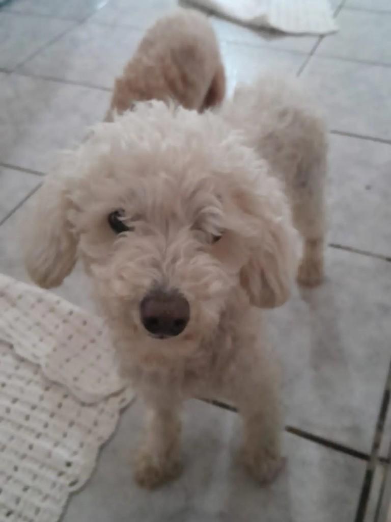 Lucca, cachorro de porte pequeno para adoção em São João da Boa Vista - SP