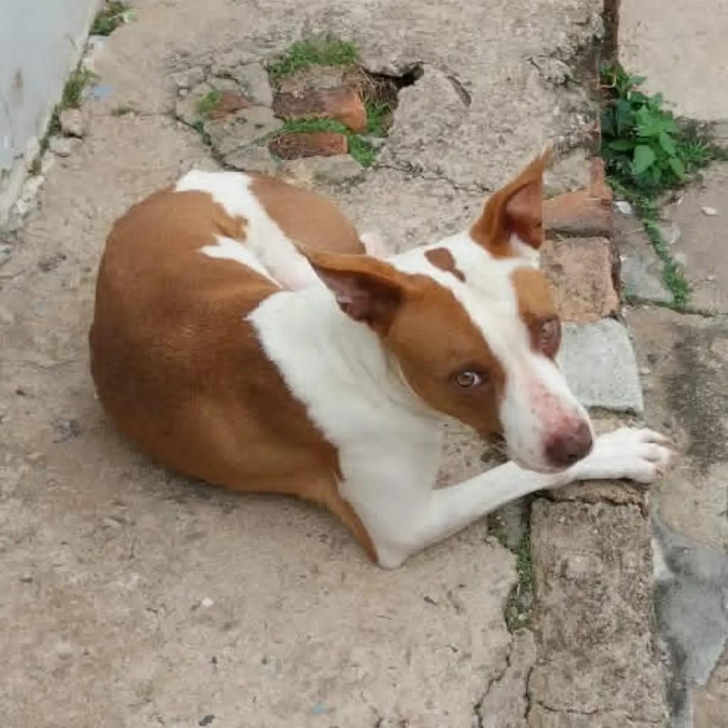 Prisla, cadela de porte médio para adoção em São João da Boa Vista - SP