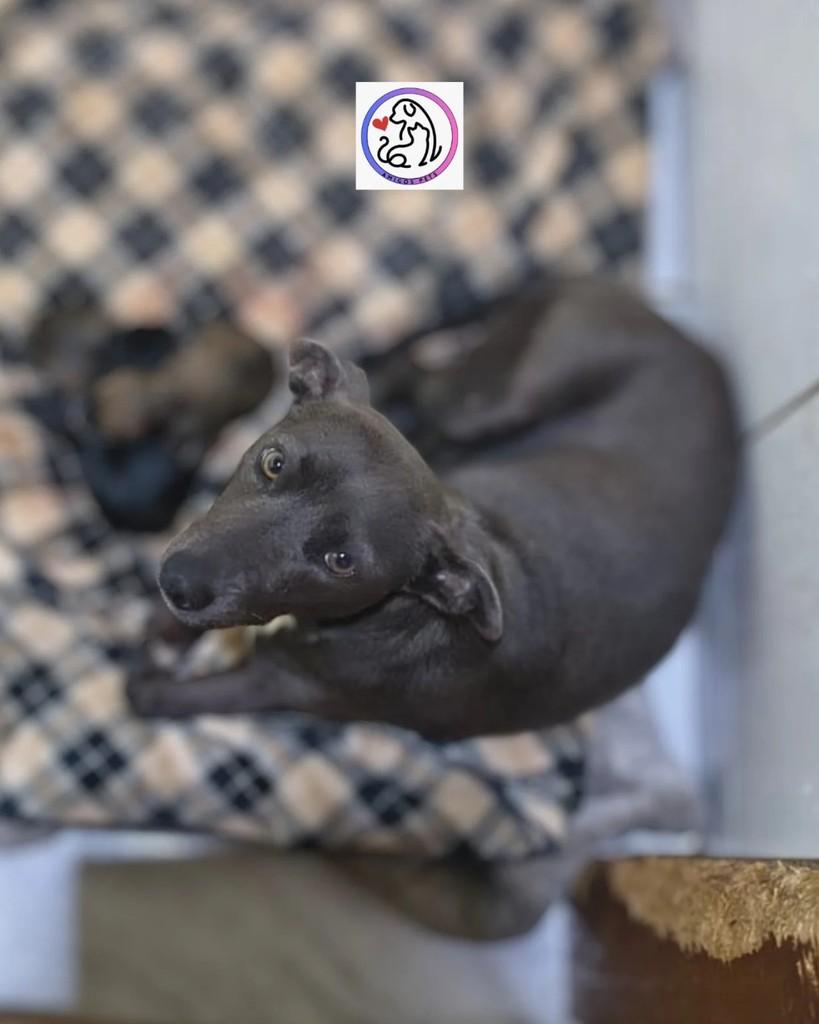 Maria Terezinha, cachorro de porte pequeno para adoção em Caxias do Sul - RS