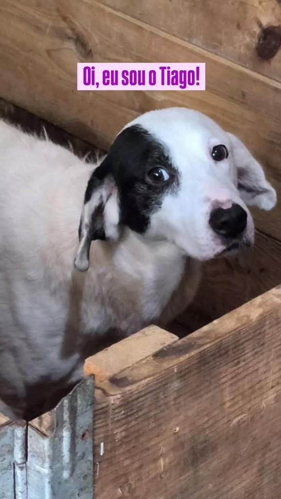 Tiago, cachorro de porte médio para adoção em Caxias do Sul - RS