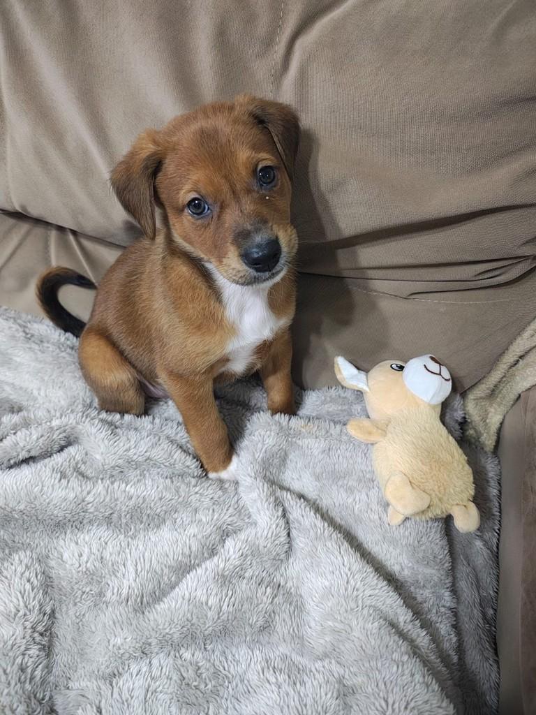 Joaquim, cachorro de porte médio para adoção em Caxias do Sul - RS