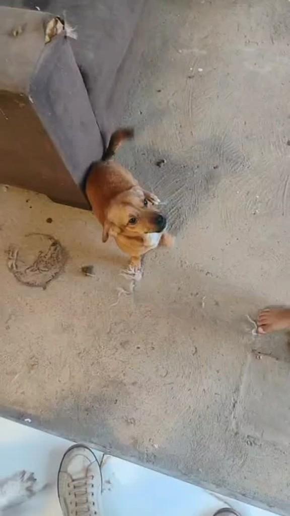 Caramelo, cachorro de porte pequeno para adoção em Palmas - TO