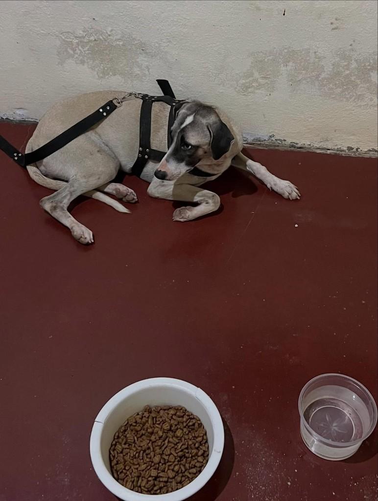 Luciana, cadela de porte médio para adoção em Varjota - CE