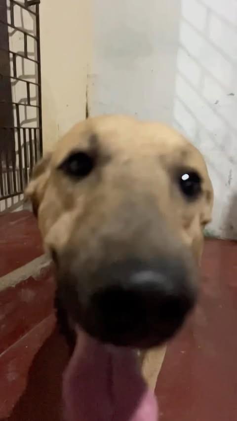 Zequinha, cachorro de porte médio para adoção em Varjota - CE