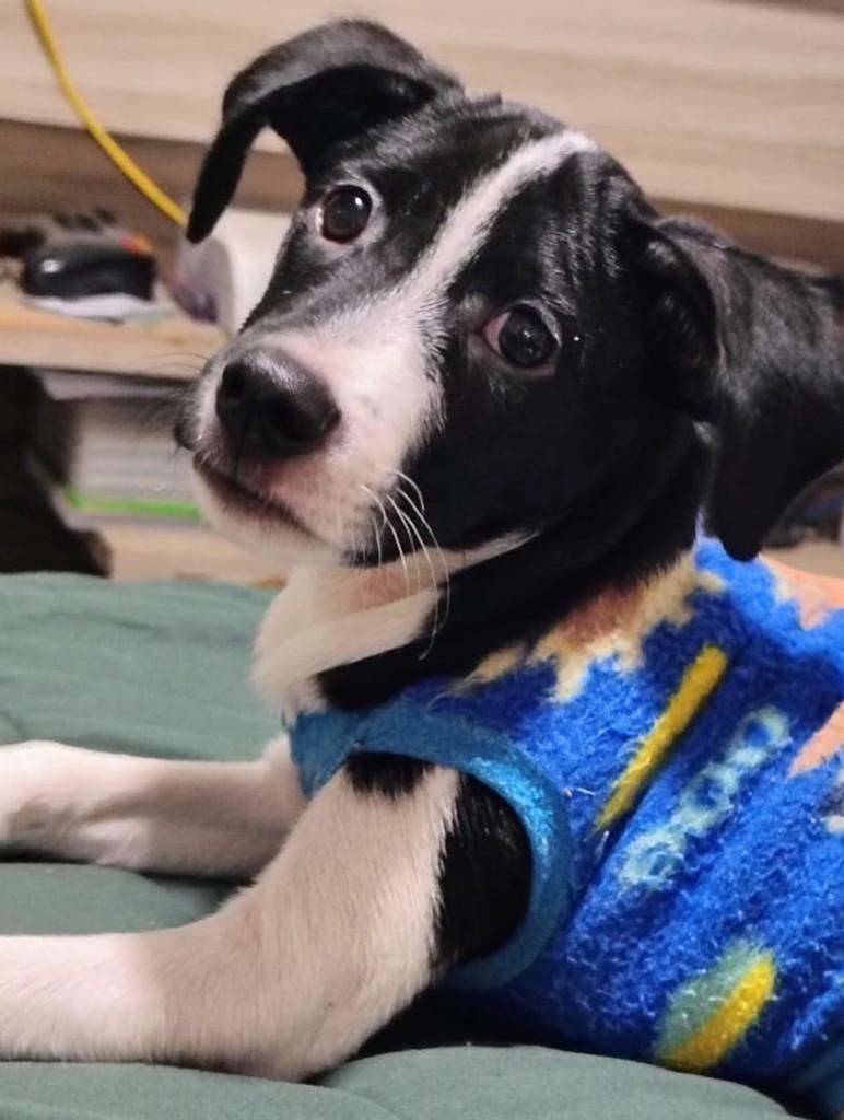 Pulguinha, cachorro de porte pequeno para adoção em Vila Velha - ES